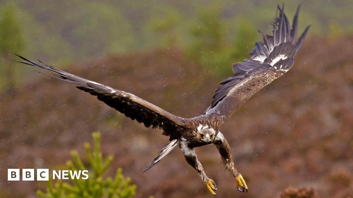 UK Government Pledges £1 Million to Reintroduce Golden Eagles to England