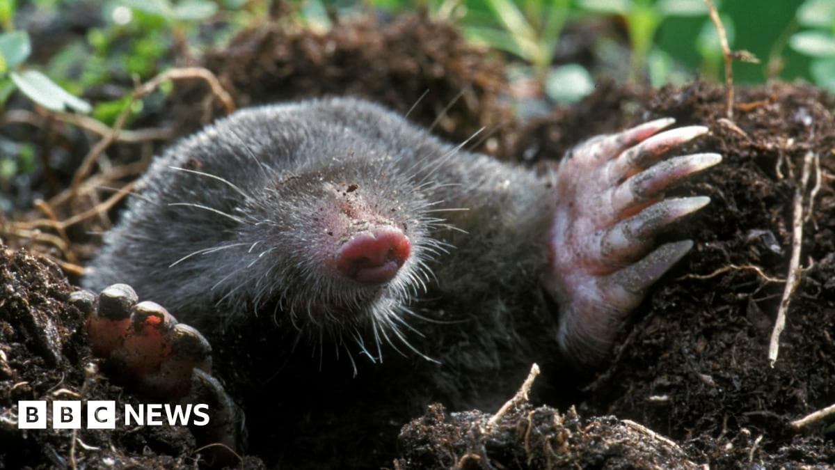 Grisly or just country life? The mole photos dividing social media