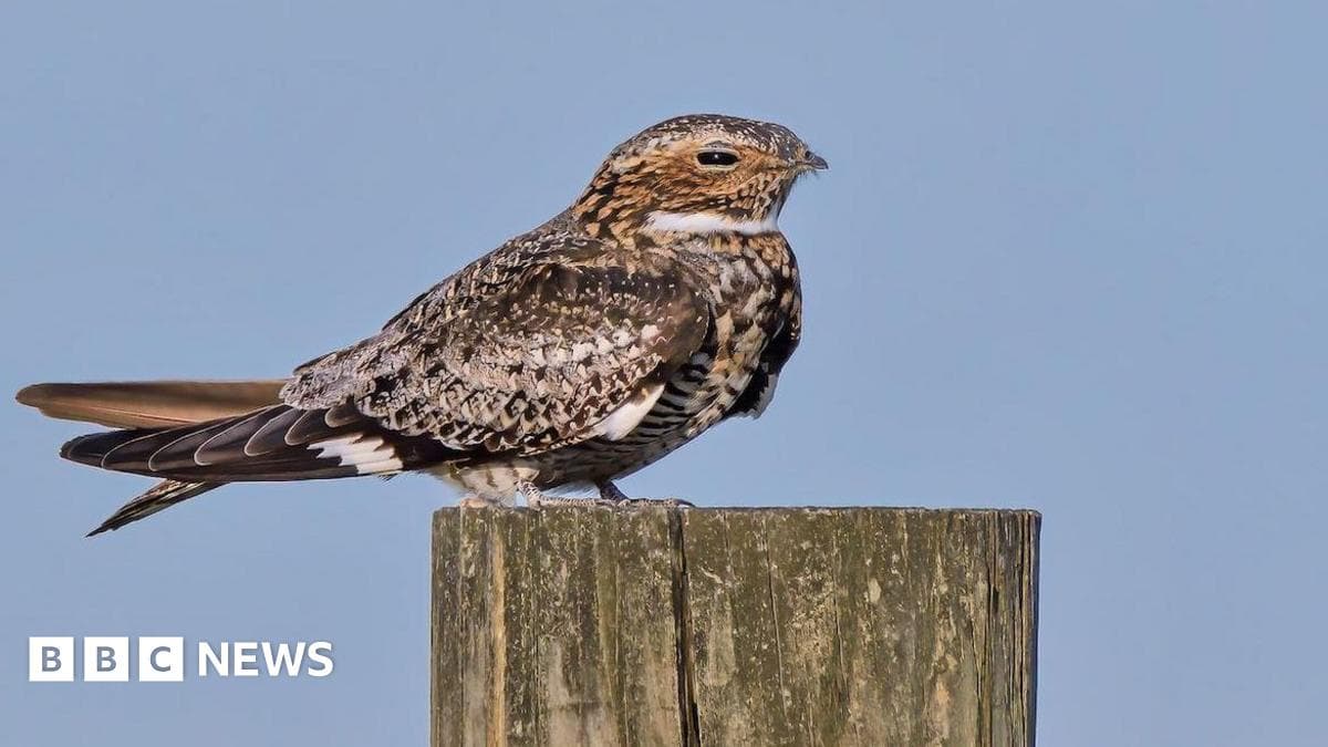 Elusive nightjar birds making remarkable comeback, conservationists say