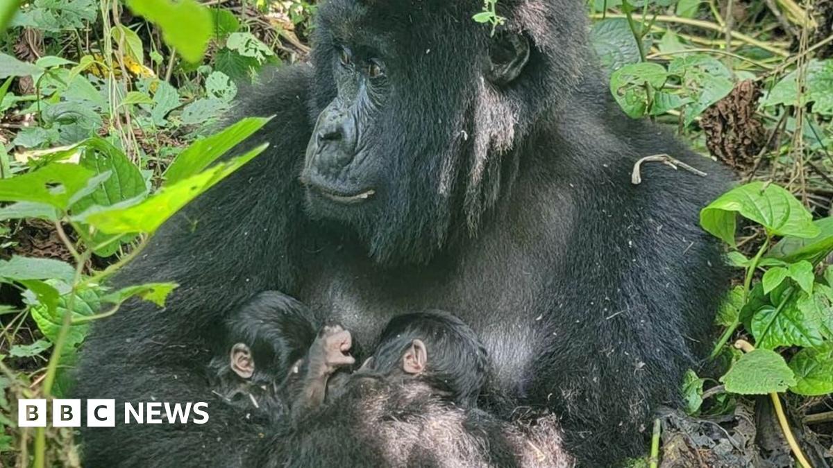 Image from BBC