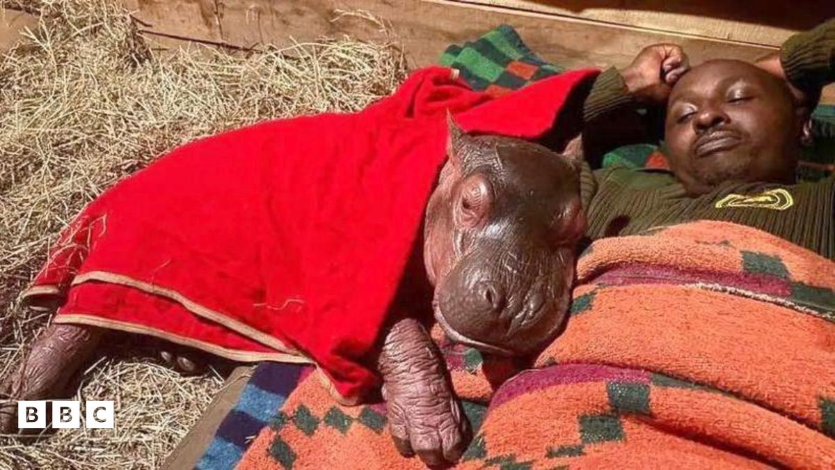Orphaned Hippo Bumpy Rescued in Kenya by Wildlife Team Won’t Leave His Keepers