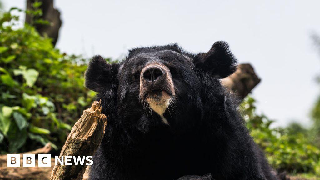 Image from BBC