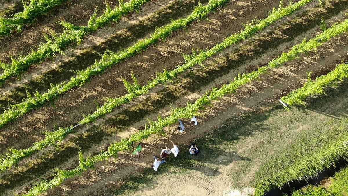 Image from Euronews