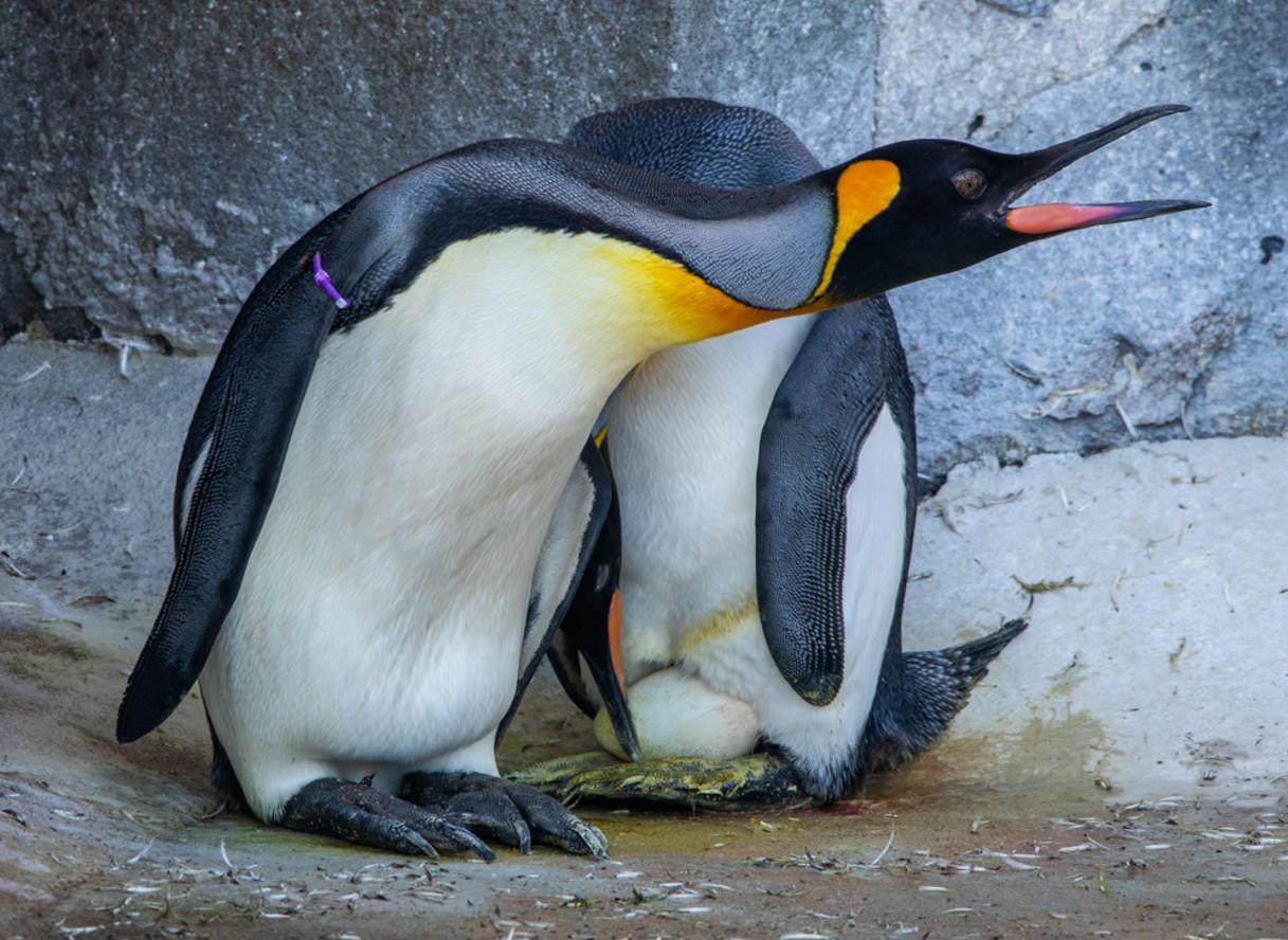 Image from Edinburgh Zoo