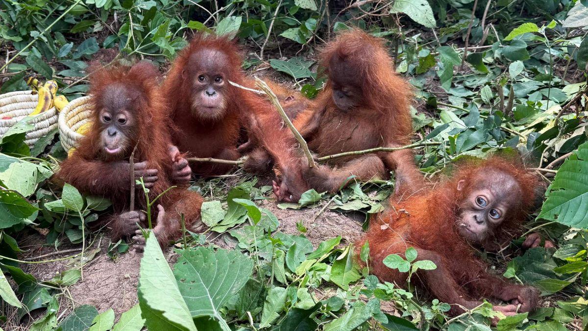 Five Baby Orangutans Rescued From Odisha’s Balasore Forest; Odisha Police STF Probes