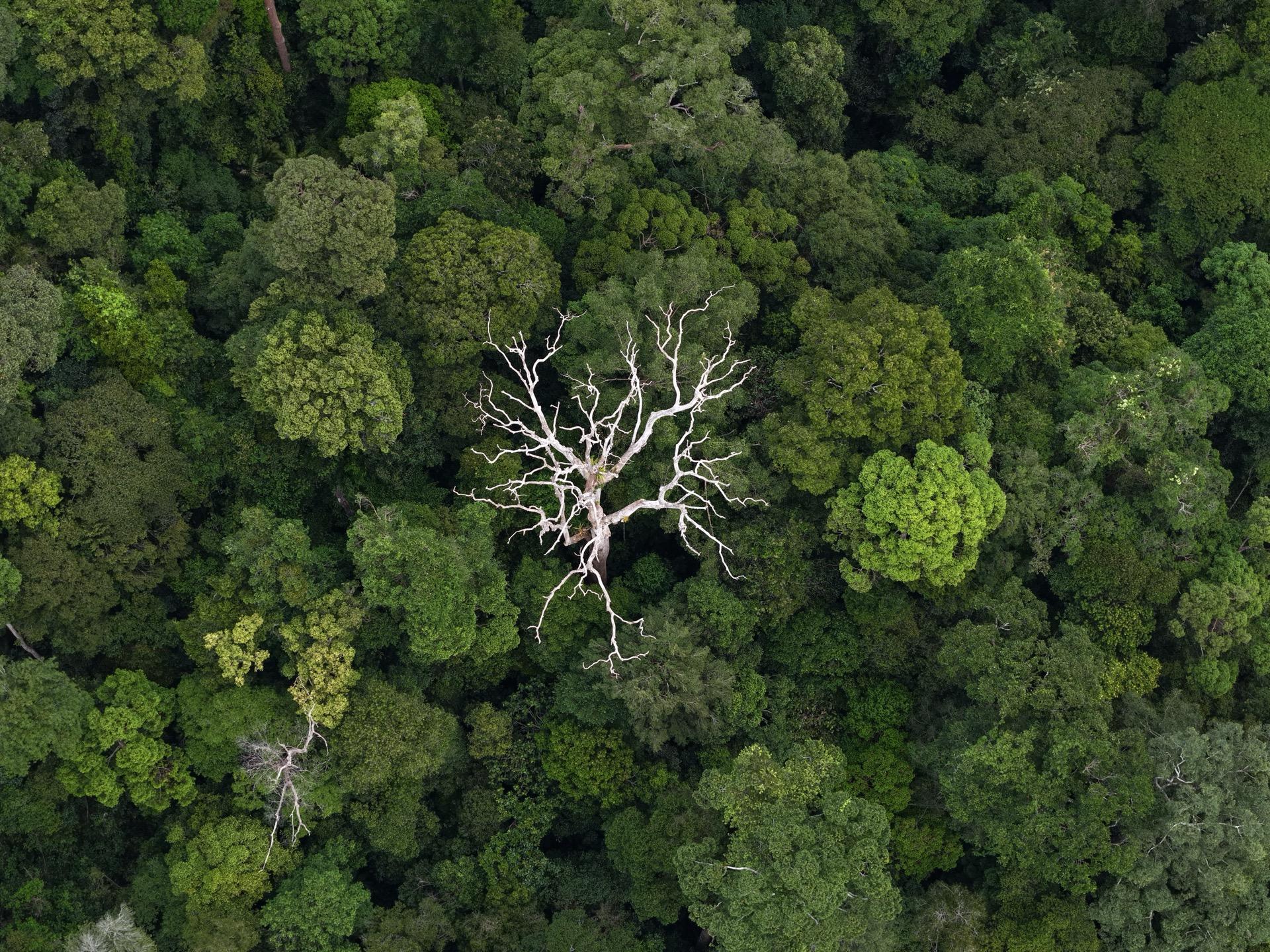 Tropical Primary Rainforest Loss Drops 36% in 2025, University of Maryland GLAD Lab Data Shows