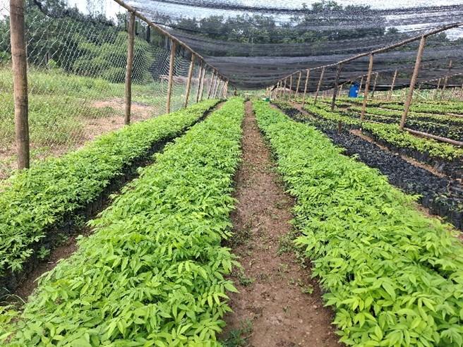 IUCN Leads Ghana’s Nature-Based Climate Adaptation, Restoring Guinean Forests With Community Nurseries