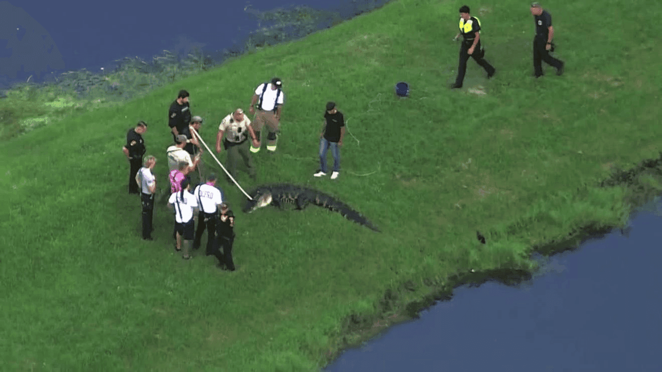 Nearly 12-Foot Alligator Kills Steven Hamilton, 71, While Fishing in Winter Garden, Florida