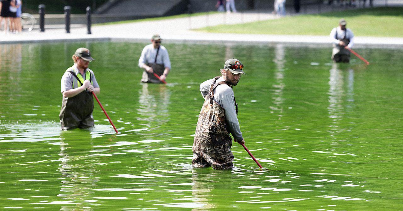 Workers Dump 12% Hydrogen Peroxide Into Lincoln Memorial Reflecting Pool After Algae Bloom