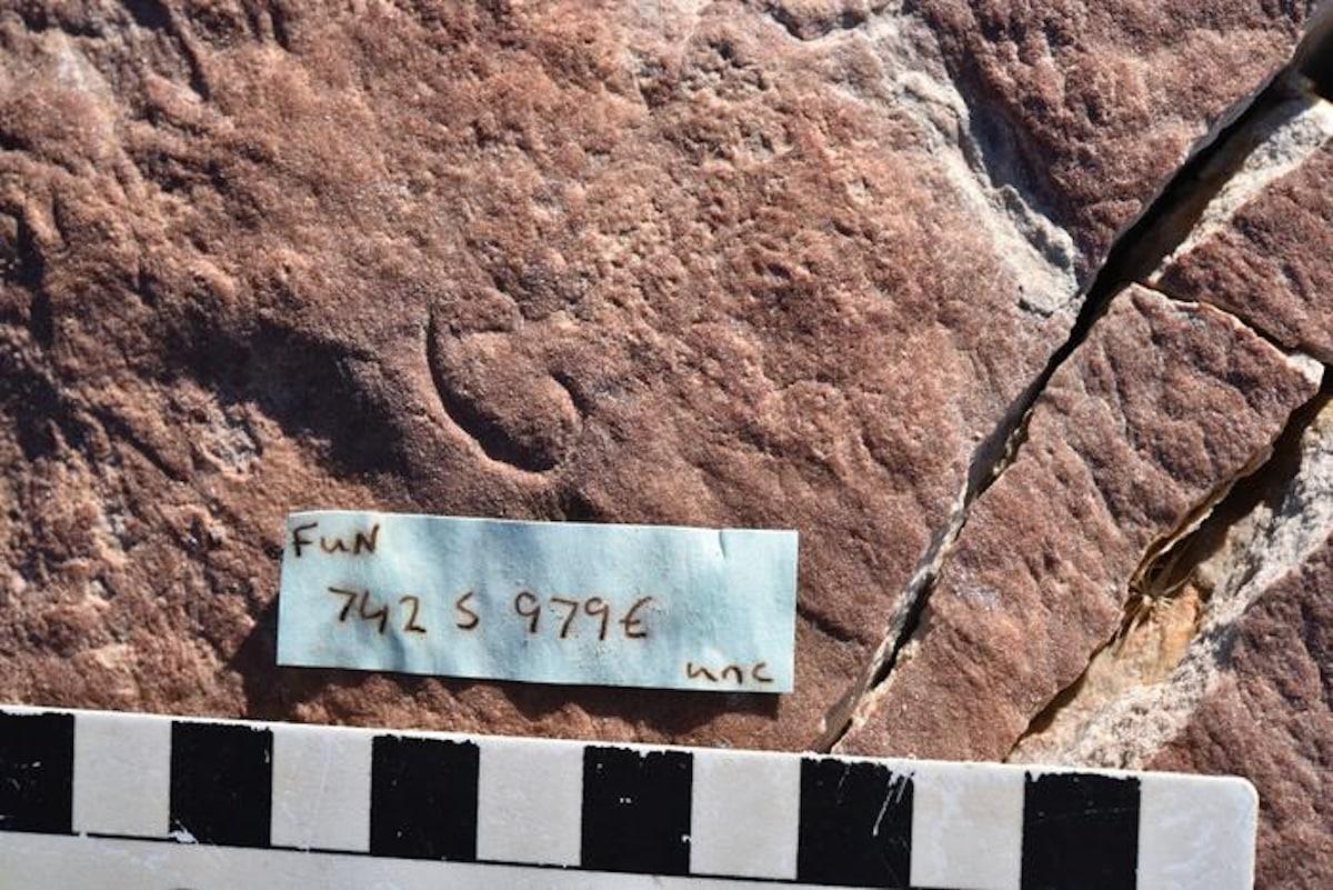 Researchers Discover Uncus Dzaugisi, 555-Million-Year-Old Australian Fossil Revealing Origins Of Ecdysozoans