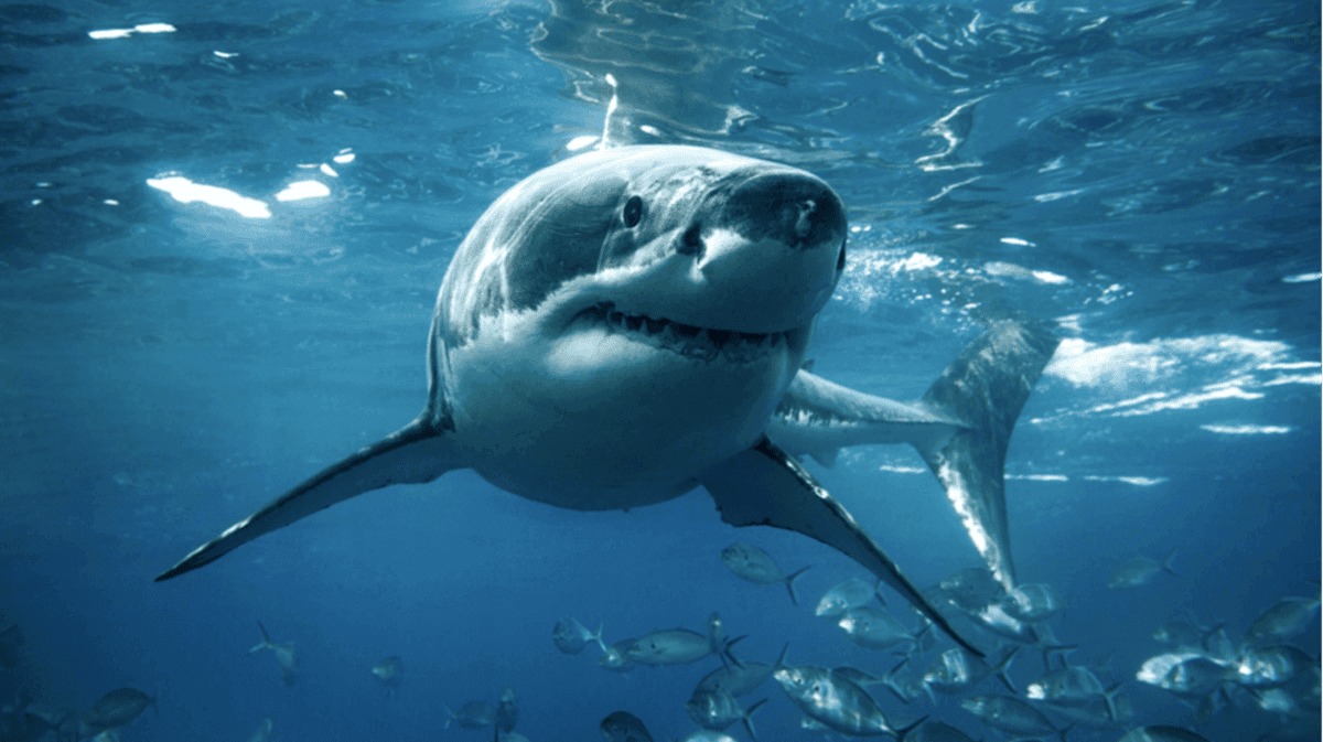 Tourism Delivers Caffeine, Pharmaceuticals, Cocaine Into Remote Bahamian Sharks