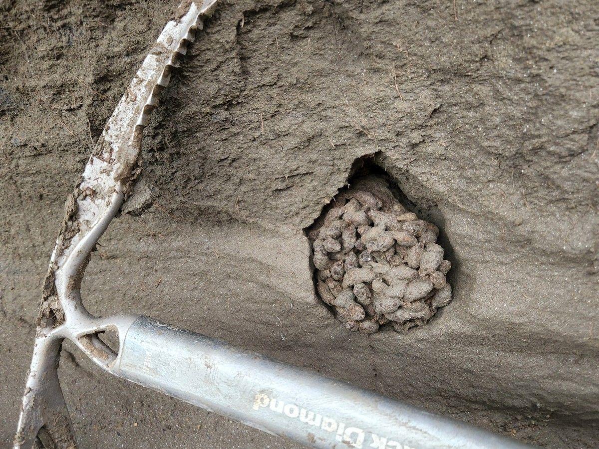 Researchers Recover Ancient DNA From 700,000-Year-Old Ground Squirrel Droppings in Beringia