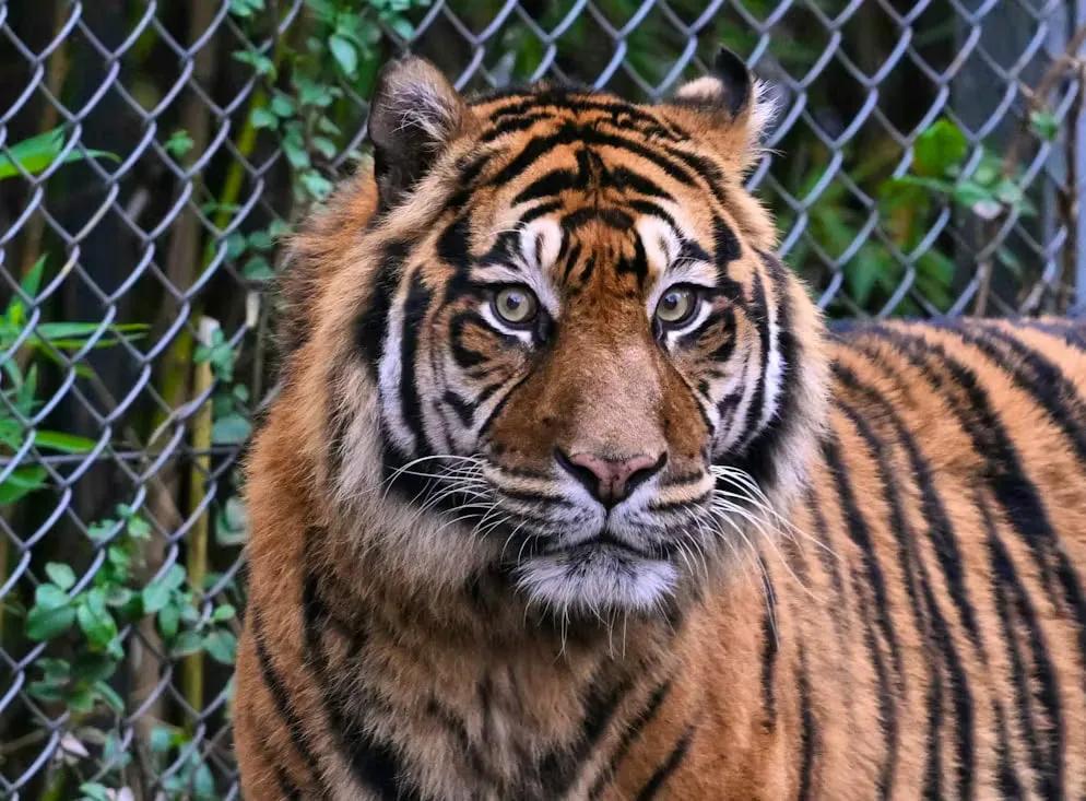 German Police Kill Escaped Tiger After Attacking 73-Year-Old Man Near Leipzig