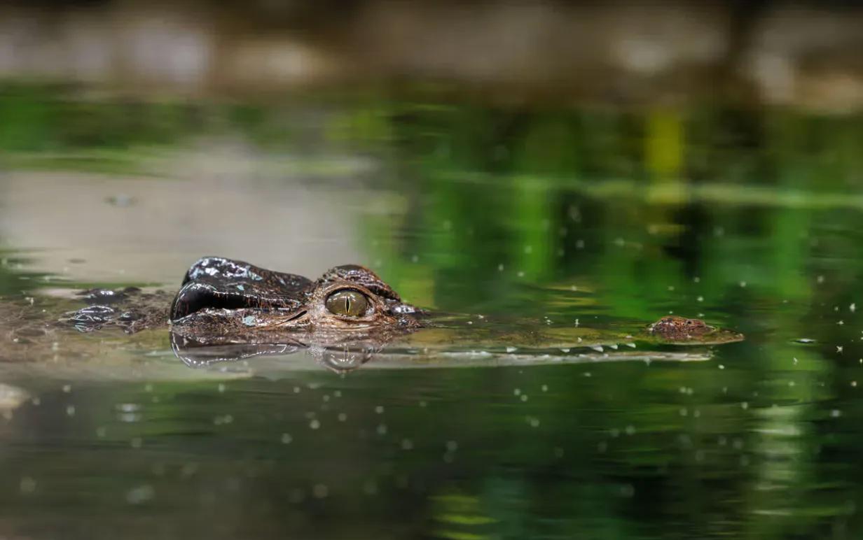30-Year-Old Man Charged With Attempted Murder After 3-Year-Old Injured in Crocodile Enclosure