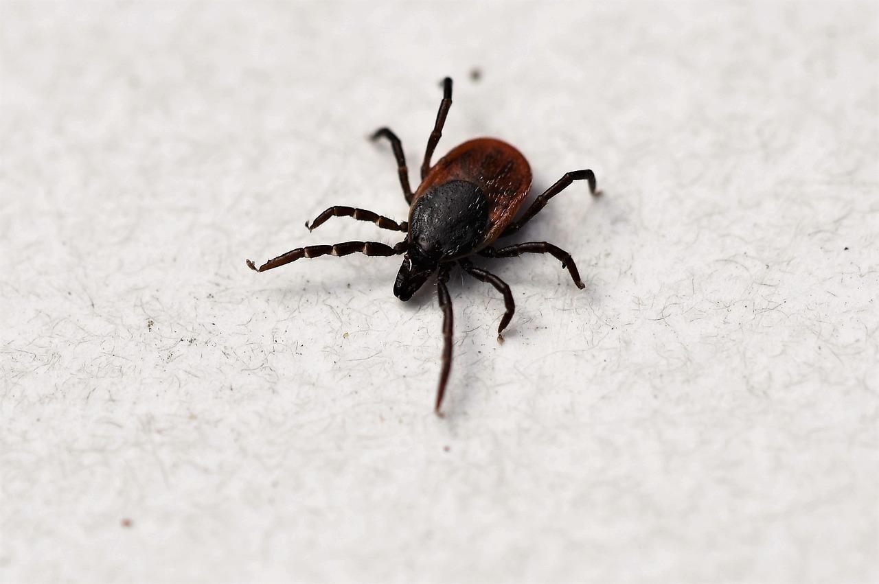 Tick Bites Surge Across United States, Driving Highest Emergency Room Visits Since 2017