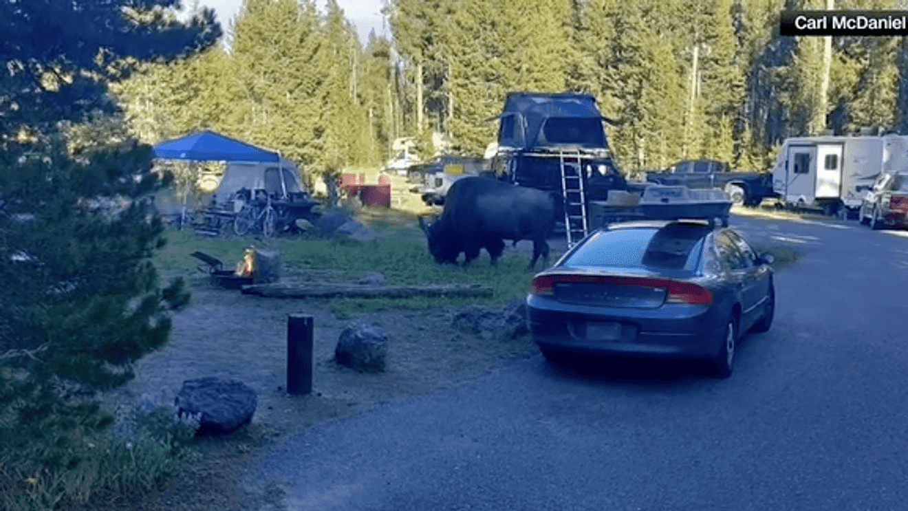 Bison Attacks Carl Isom-McDaniel at Yellowstone Bridge Bay Campground, Tossing Him Into Air