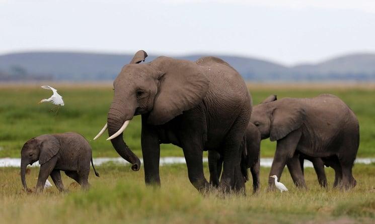 Kenya Wildlife Service Investigates Potential Toxic Substance After 15 Elephants Die in Amboseli