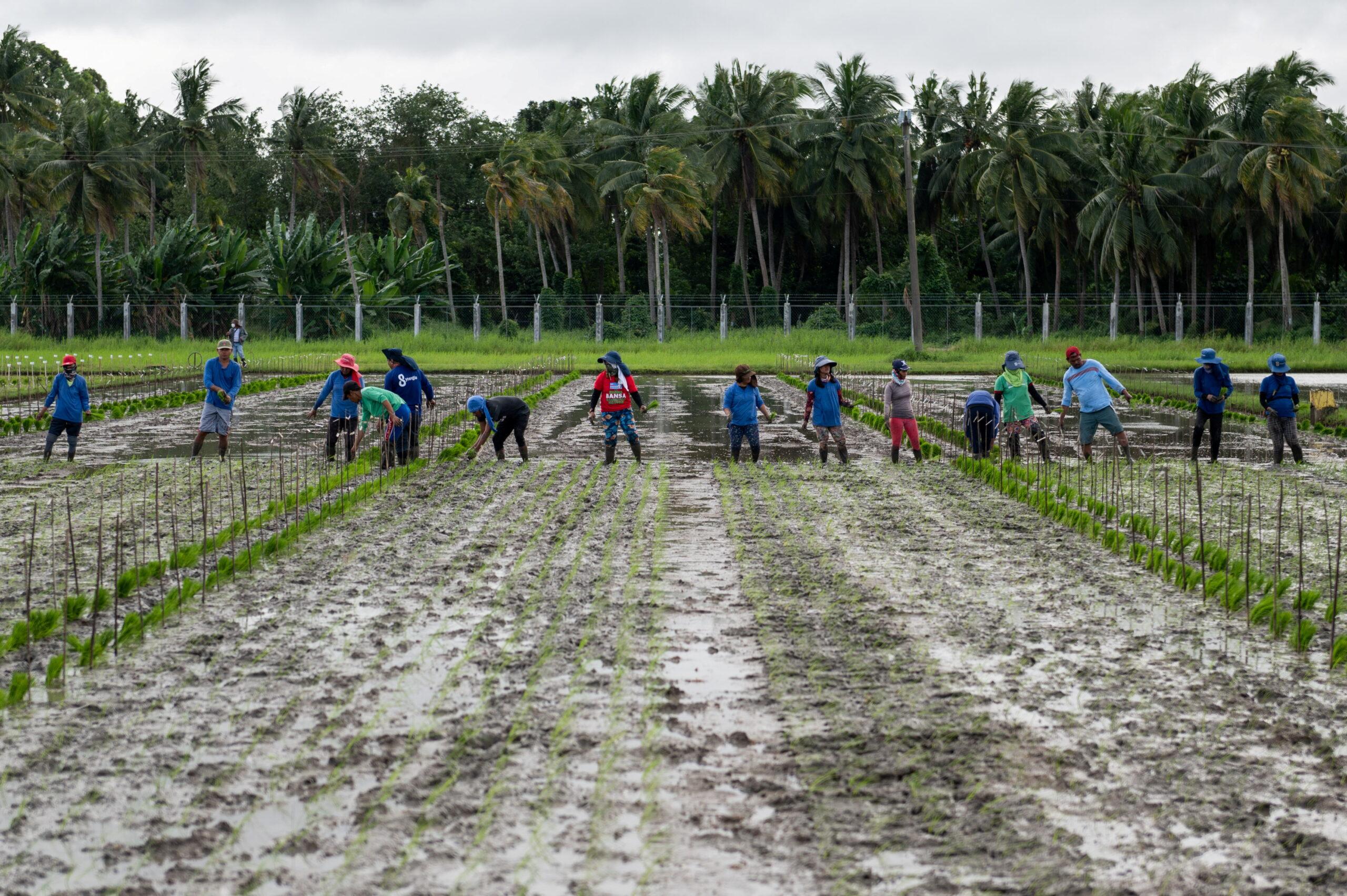 Agricultural subsidies can be repurposed for a just and sustainable rural transition