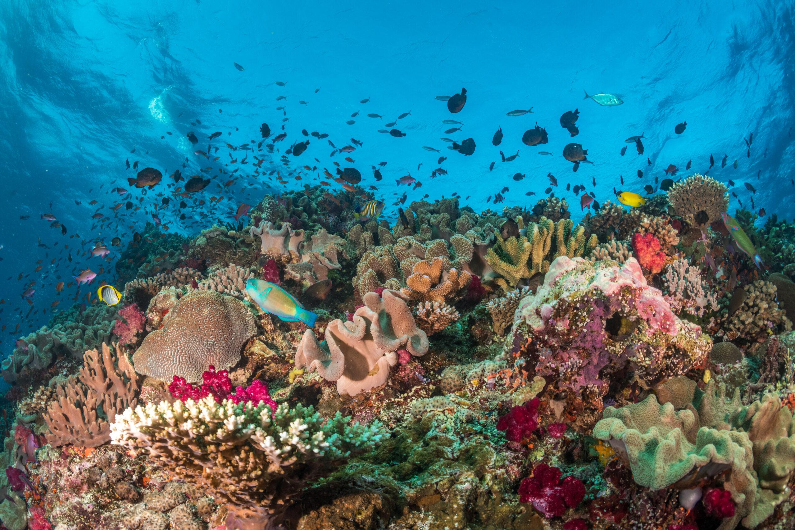 Image from Climate Home News