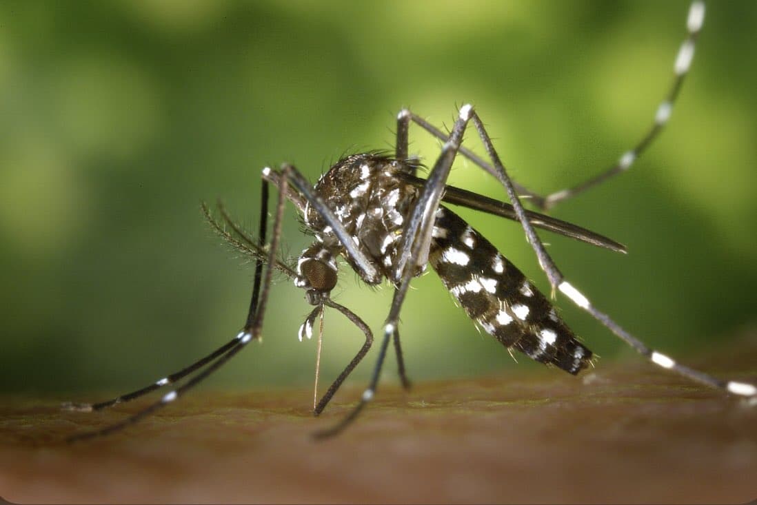Sudan records more than 1,200 dengue fever cases in a week, Health Ministry says