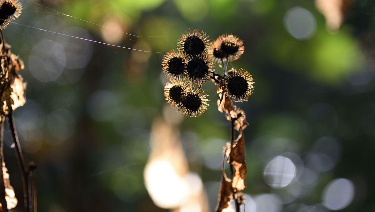 George De Mestral Invented Velcro In 1948 After Observing Burrs In Switzerland