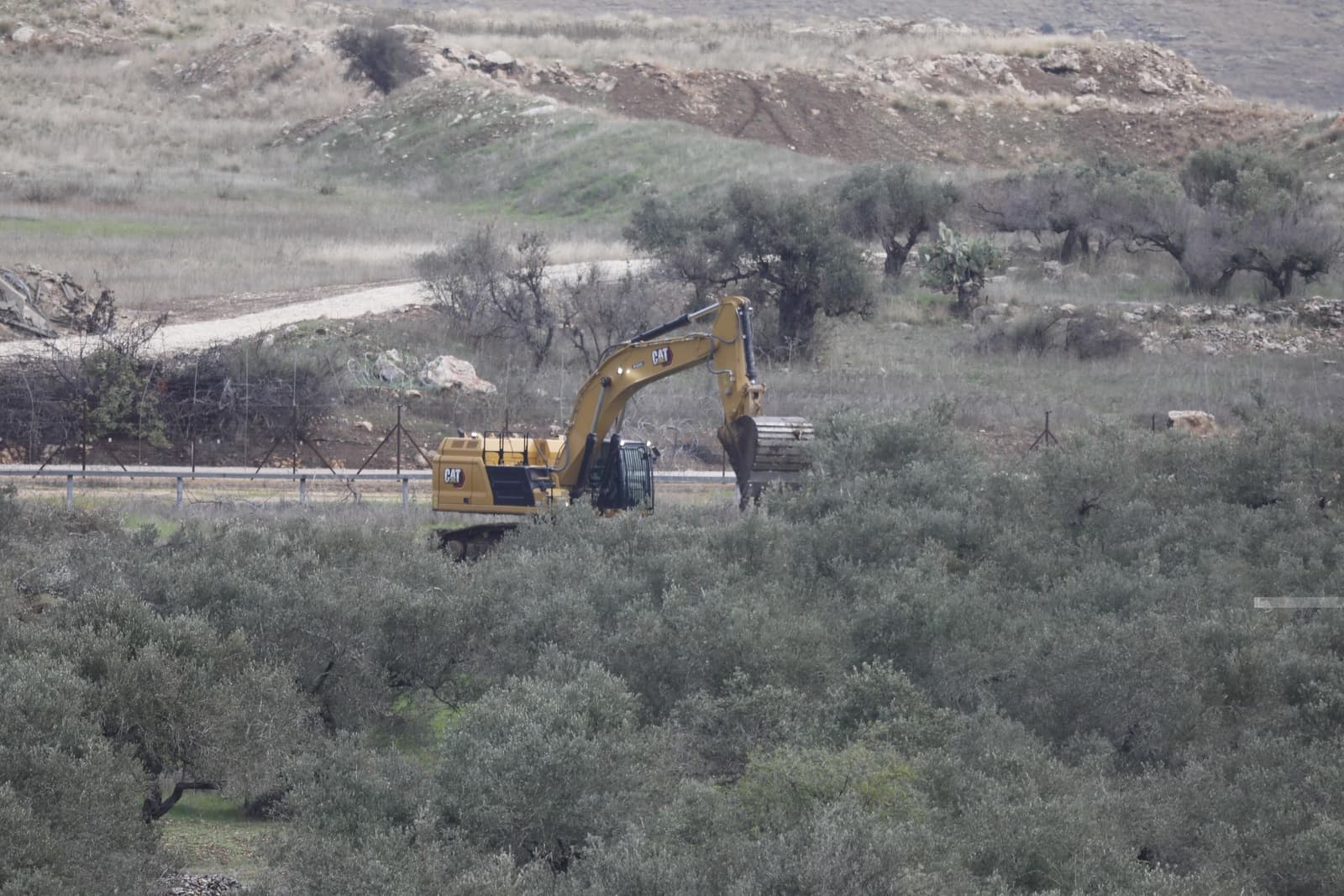 Israel Bulldozes, Uproots Hundreds of Palestinian Olive Trees Over 60 Years Old Near Bethlehem