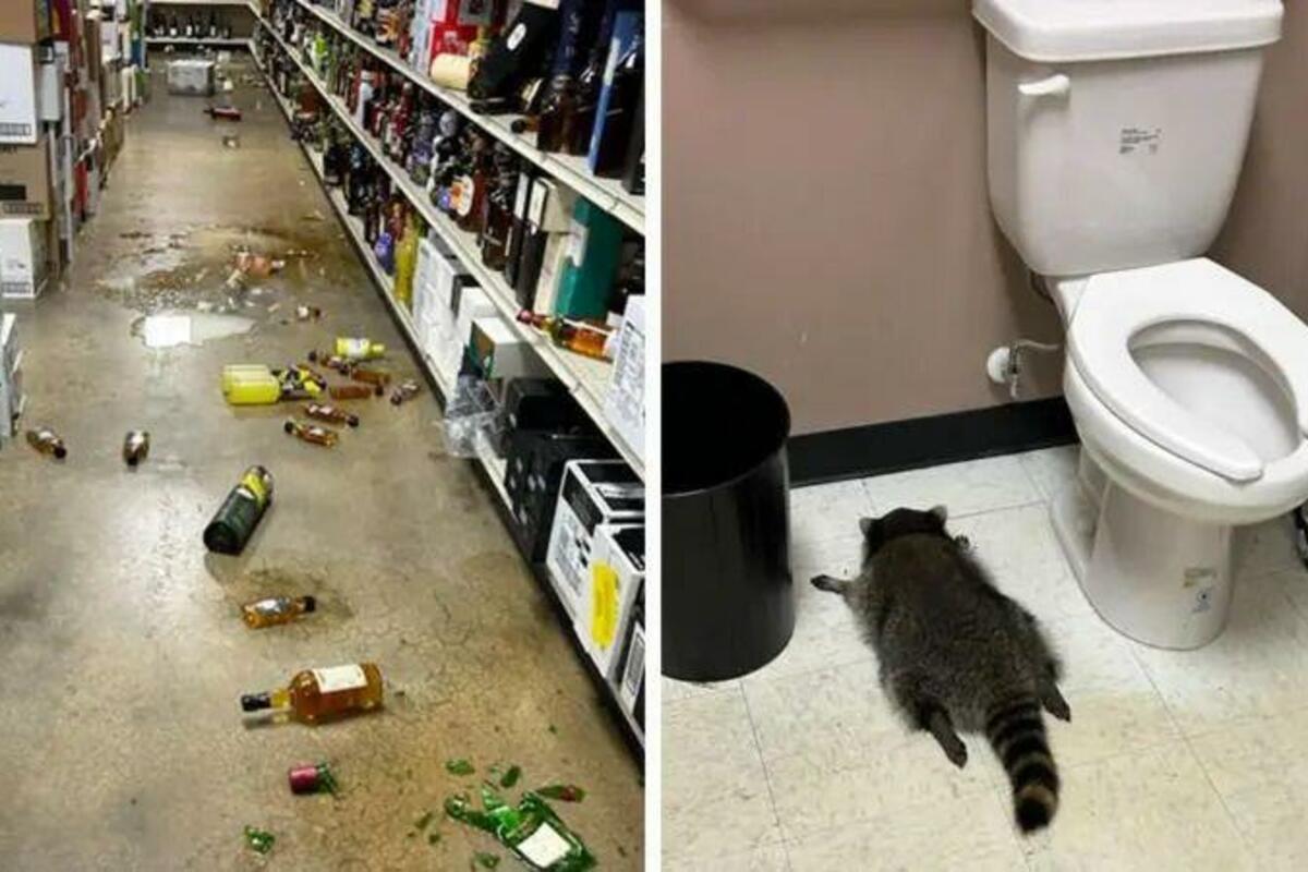 Drunk Raccoon Smashes Virginia Liquor Store, Passes Out in Bathroom