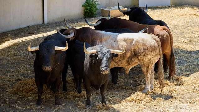 Black Bull Gores Runner in Face at Spain’s San Fermin Festival in Pamplona