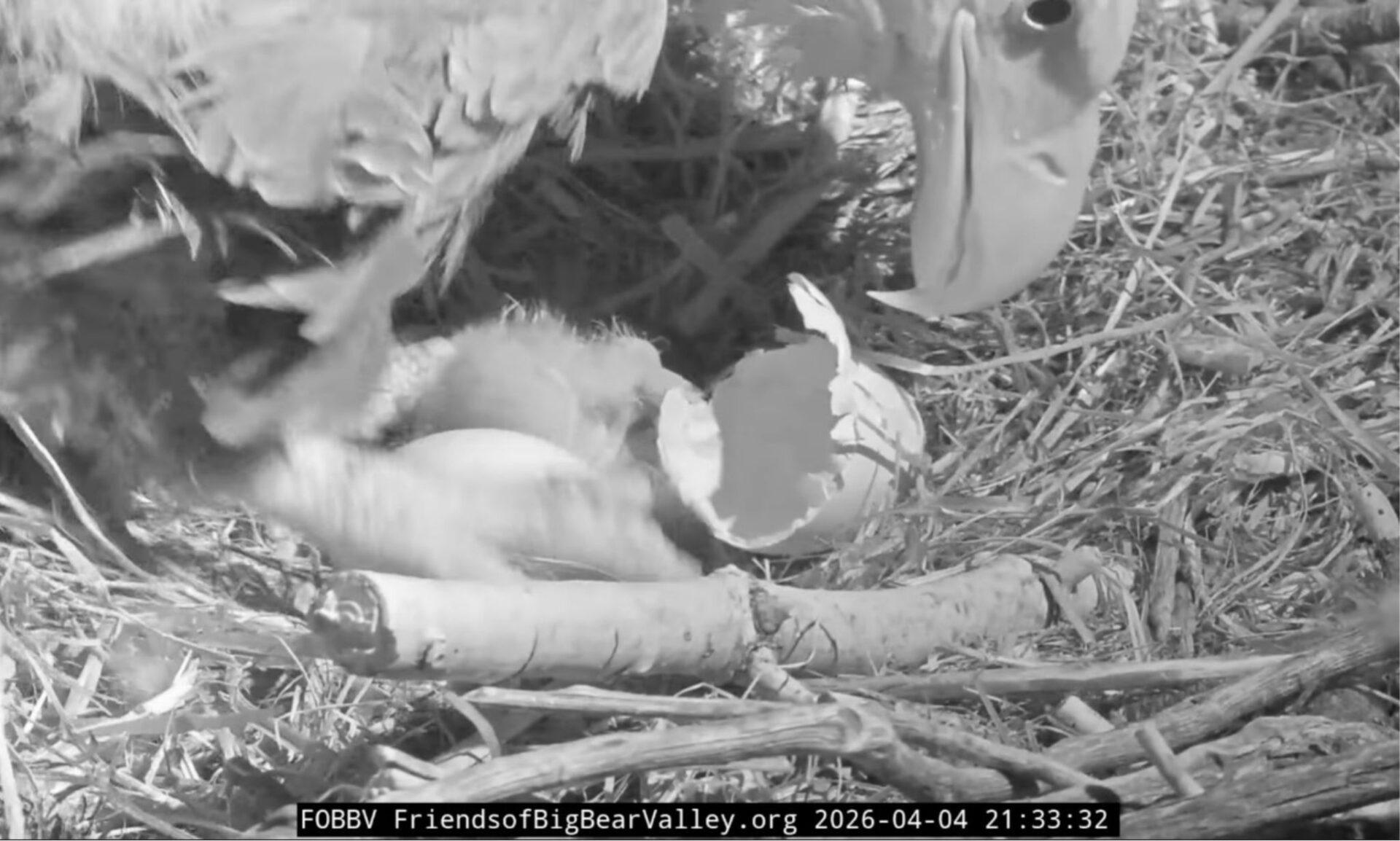 Big Bear Eagles Jackie and Shadow Hatch Two Eaglets on Easter