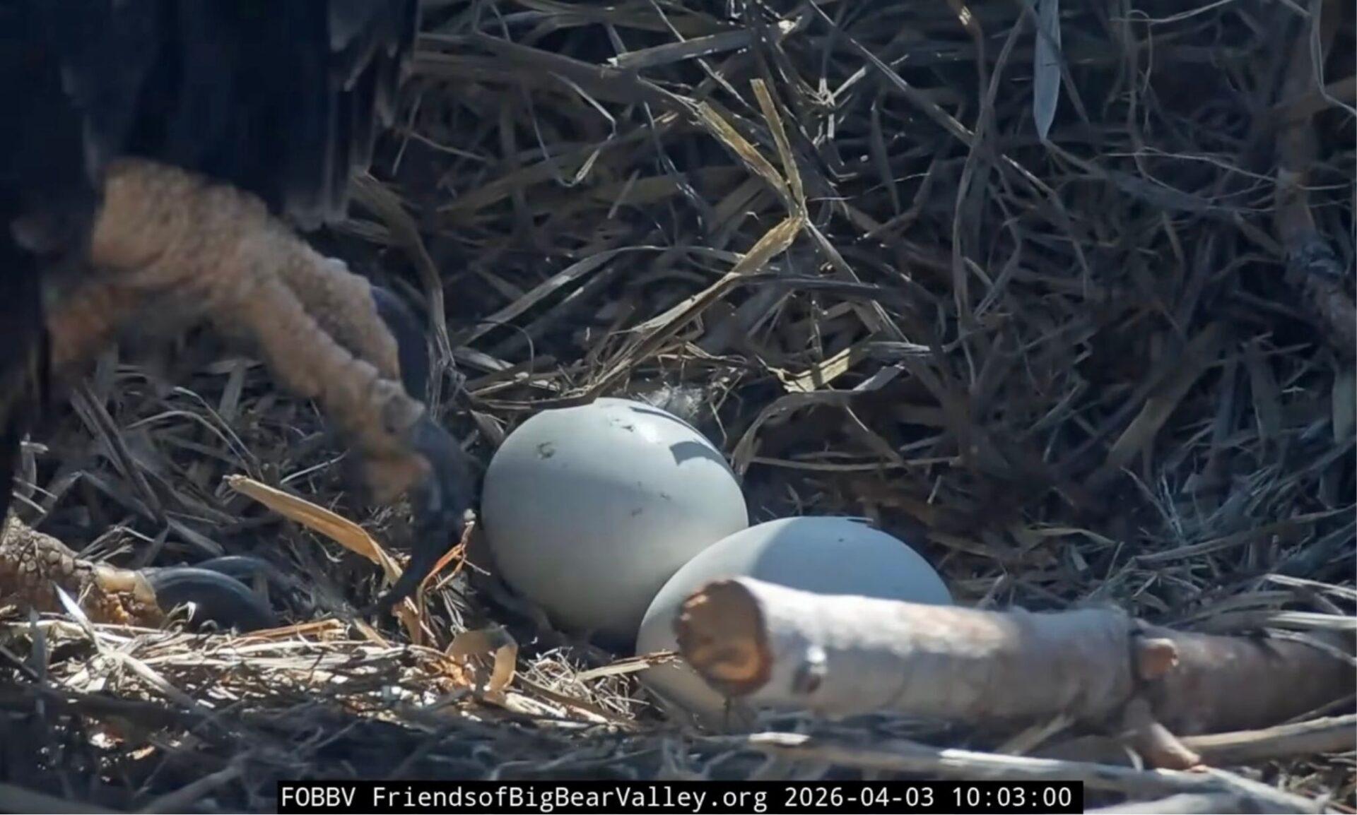 Big Bear Bald Eagles Jackie and Shadow Celebrate First Hatch of 2026 Nesting