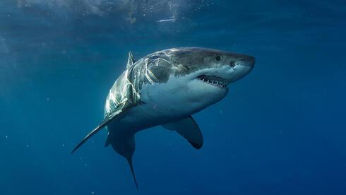 Volunteer Divers Film Adult Great White Shark in Strait of Sicily During Net Removal