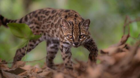 Scientists Identify Leopardus tilcayo, Bolivia’s First New Cat Species in Over a Century