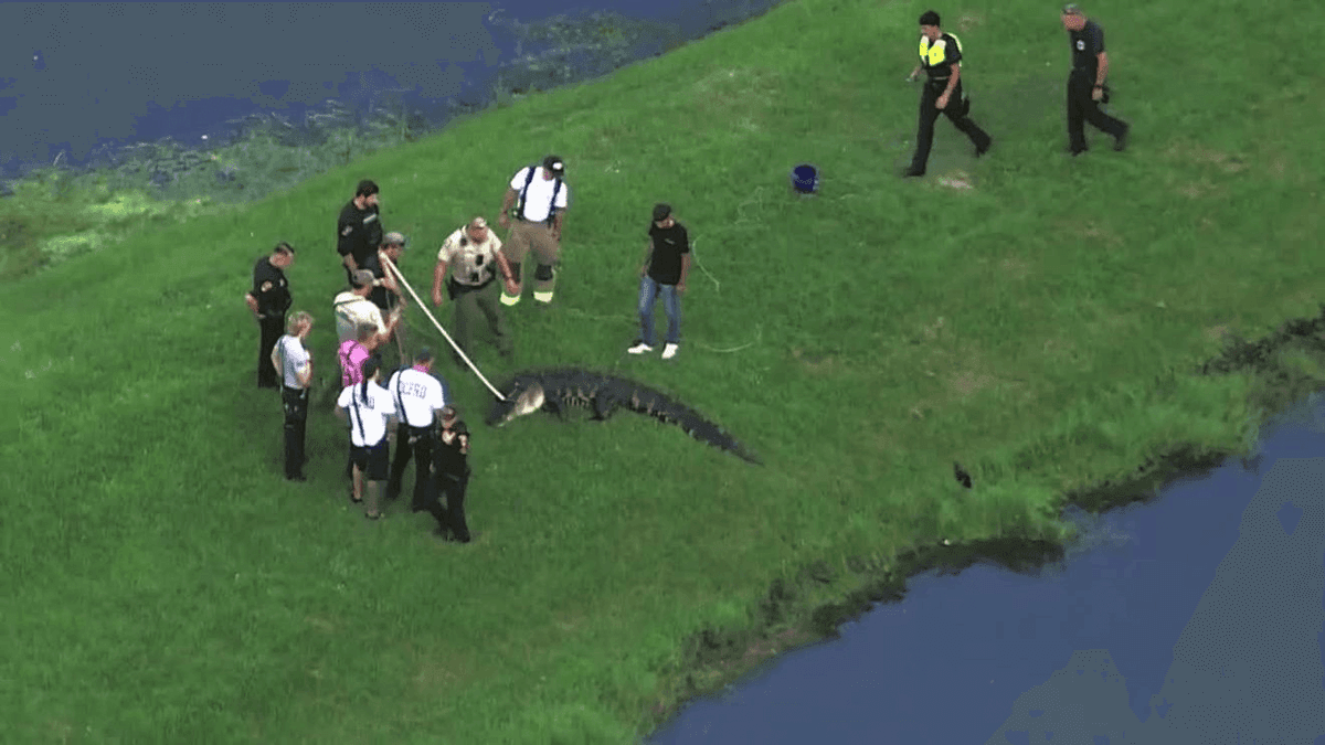Stephen Hamilton Nearly 12-Foot Alligator Kills Steven Hamilton, 71, While Fishing in ...