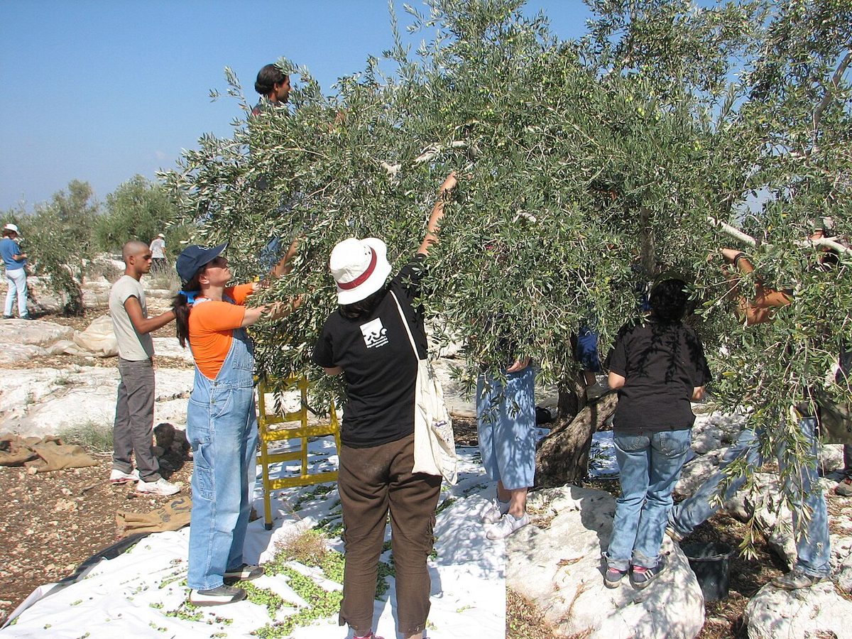 Israeli and Palestinian harvesters pick olives in Qaffin, northern West Bank, October 2008.